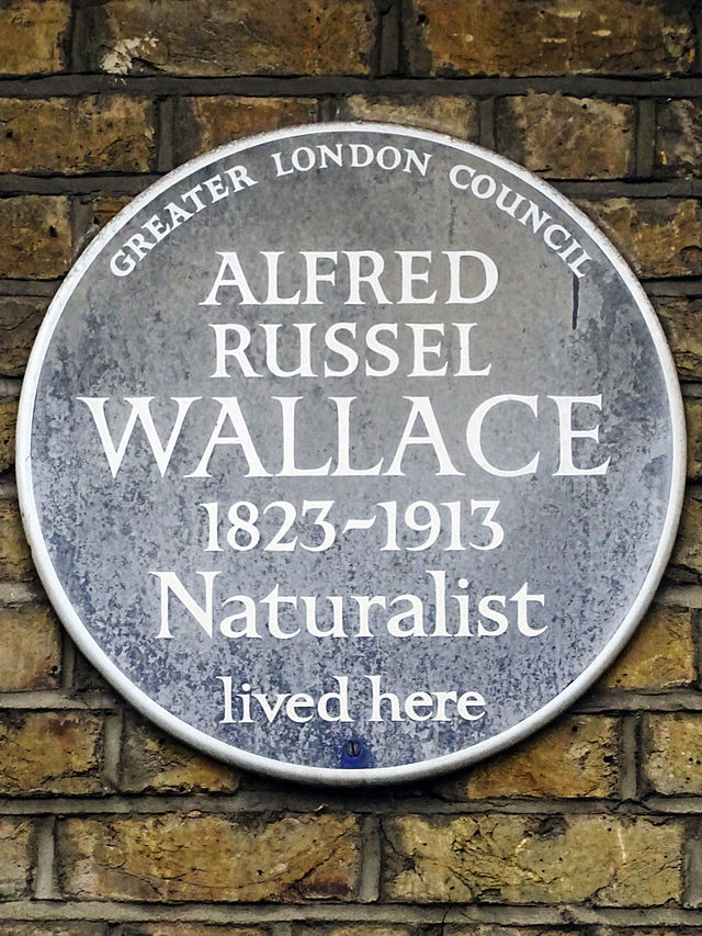 Alfred Russel Wallace blue plaque - Alfred Russel Wallace 1823-1913 naturalist lived here