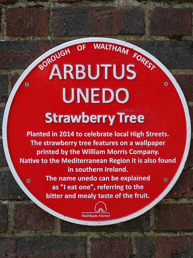 Red plaque № 41296 - Arbutus Unedo Strawberry Tree Planted in 2014 to celebrate local High Streets. The strawberry tree features on a wallpaper printed by the William Morris Company. Native to the Mediterranean Region it is also found in southern Ireland. The name unedo can be explained as 