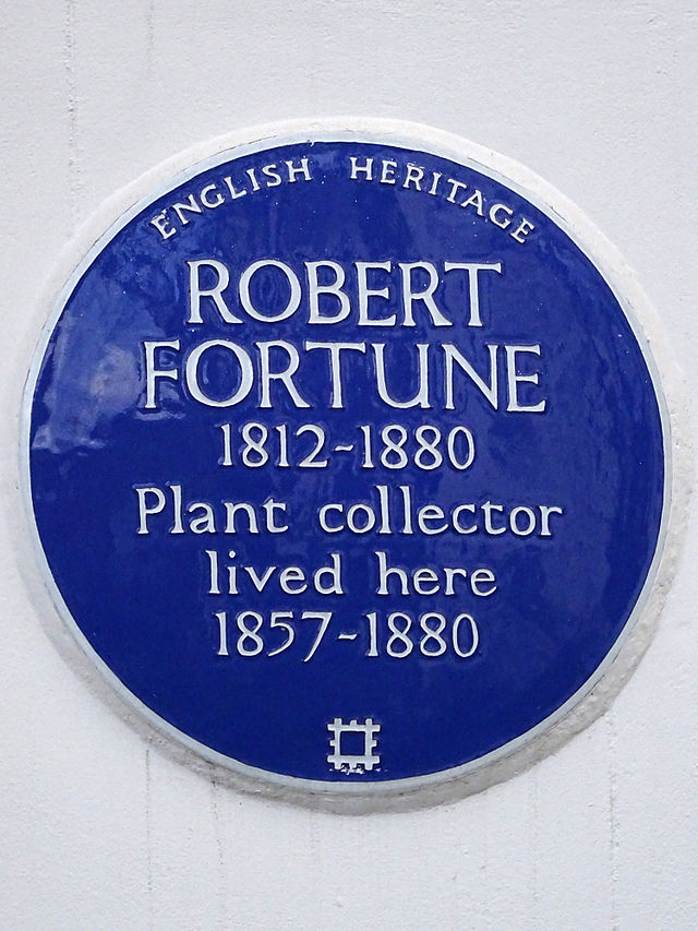 Robert Fortune blue plaque - Robert Fortune 1812-1880 plant collector lived here 1857-1880.
